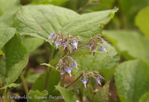 Трахистемон восточный (Trachystemon orientalis)
Ключевые слова: Трахистемон восточный Trachystemon orientalis