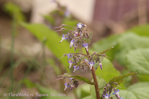 Трахистемон восточный (Trachystemon orientalis)
Ключевые слова: Трахистемон восточный Trachystemon orientalis