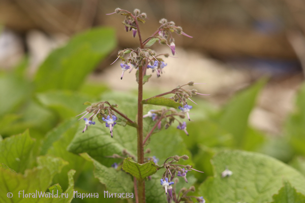 Трахистемон восточный (Trachystemon orientalis)
Ключевые слова: Трахистемон восточный Trachystemon orientalis