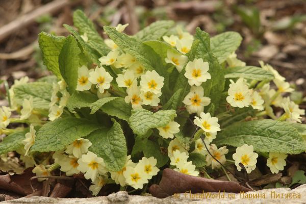 Примула обыкновенная (Primula vulgaris)
Ключевые слова: Примула обыкновенная Primula vulgaris