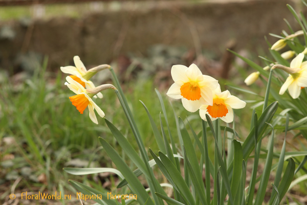 Нарциссы крупнокорончатые (Narcissus Large-cupped)
Ключевые слова: Нарциссы крупнокорончатые Narcissus Large-cupped