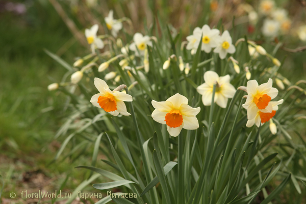 Нарциссы крупнокорончатые (Narcissus Large-cupped)
Ключевые слова: Нарциссы крупнокорончатые Narcissus Large-cupped