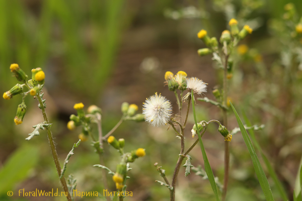 Крестовник обыкновенный (Senecio vulgaris)
Ключевые слова: Senecio vulgaris Крестовник обыкновенный