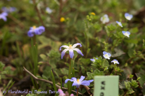 Хиондокса Люцилии (Chionodoxa luciliae)
Ключевые слова: Хиондокса Люцилии Chionodoxa luciliae