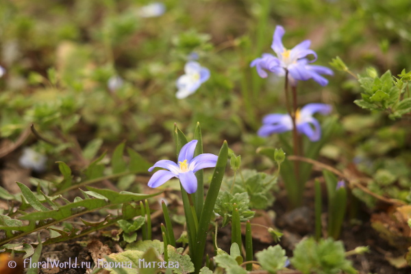 Хиондокса Люцилии (Chionodoxa luciliae)
Ключевые слова: Хиондокса Люцилии Chionodoxa luciliae