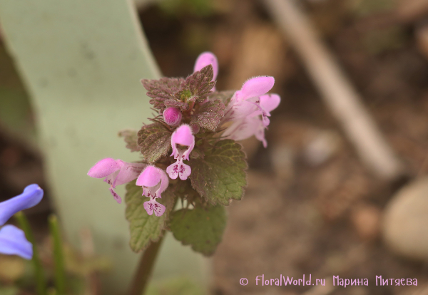 Яснотка пурпурная (Lamium purpureum)
Ключевые слова: Яснотка пурпурная Lamium purpureum