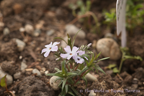 Флокс шиловидный Г.Ф.Вилсон. (Phlox subulata G.F. Wilson)
Ключевые слова: Флокс шиловидный Г.Ф.Вилсон. Phlox subulata G.F. Wilson
