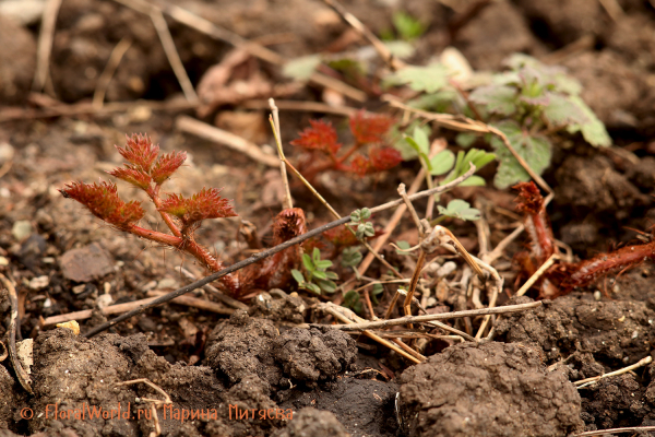 Астильба китайская (Astilbe chinensis 'Superba')
Ключевые слова: Астильба китайская Astilbe chinensis Superba