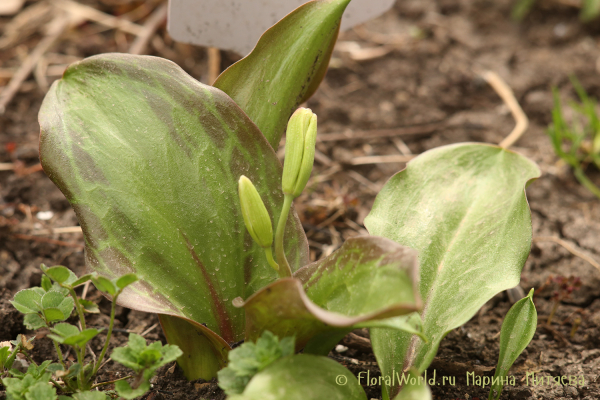 Эритрониум Пагода (Erythronium Pagoda)
Ключевые слова: Эритрониум Пагода Erythronium Pagoda