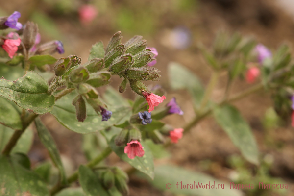 Медуница сахарная Mrs Moon (Pulmonaria saccharata Mrs Moon)
Ключевые слова: Pulmonaria saccharata Mrs Moon Медуница сахарная Mrs Moon