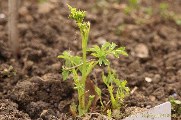 Дицентра великолепная Alba (Dicentra spectabilis Alba)
Ключевые слова: Дицентра великолепная Alba Dicentra spectabilis Alba