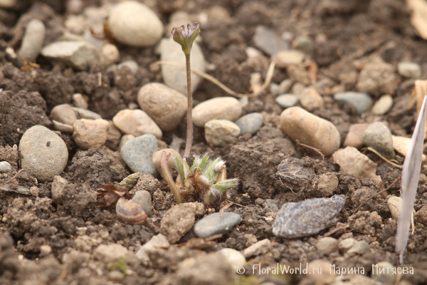 Печеночница благородная (Hepatica nobilis) 
Ключевые слова: Печеночница благородная Hepatica nobilis