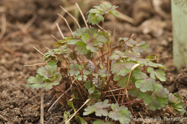 Аквилегия 'Кримсон Стар' (Aquilegia vulgaris 'Crimson Star')
Ключевые слова: Аквилегия сорт Кримсон Стар Aquilegia vulgaris Crimson Star