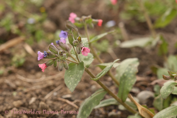 Медуница сахарная Mrs Moon (Pulmonaria saccharata Mrs Moon)
Ключевые слова: Pulmonaria saccharata Mrs Moon Медуница сахарная Mrs Moon