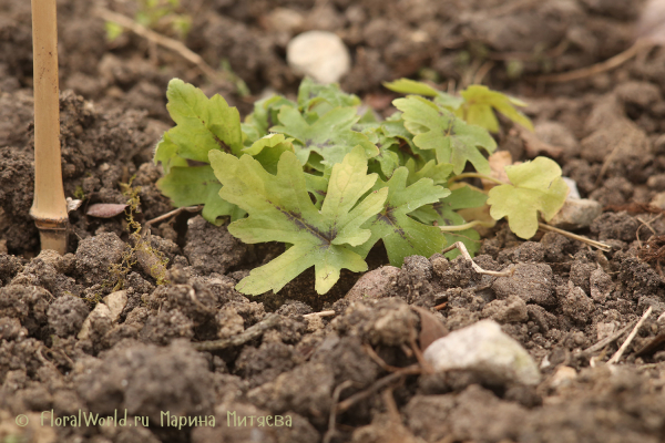 Тиарелла Пинк Скайрокет (Tiarella Pink Skyrocket)
Ключевые слова: Тиарелла Пинк Скайрокет Tiarella Pink Skyrocket