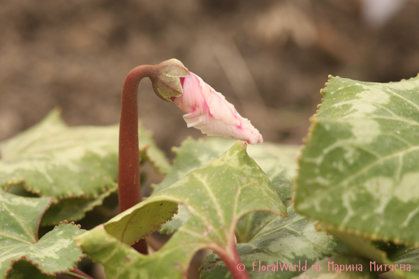 Цикламен персидский гибридный (Cyclamen persicum hybrid)
Ключевые слова: цикламен персидский гибридный Cyclamen persicum hybrid