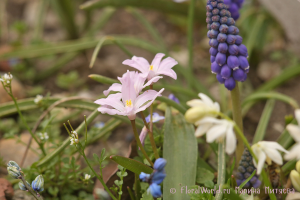 Хиондокса Люцилии (Chionodoxa luciliae)
Ключевые слова: Хиондокса Люцилии Chionodoxa luciliae