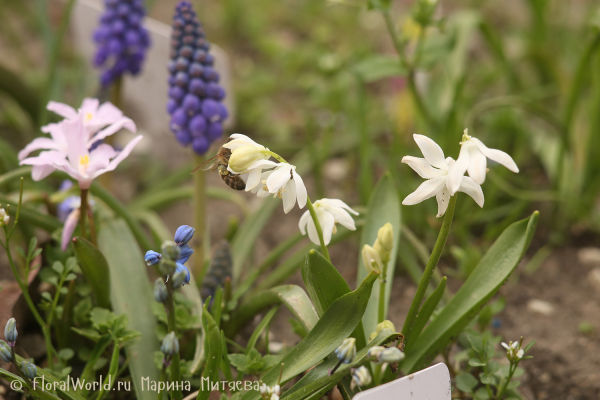 Хиондокса Люцилии (Chionodoxa luciliae) и Сцилла (Scilla )
Ключевые слова: Хионодокса Chionodoxa и Сцилла Scilla