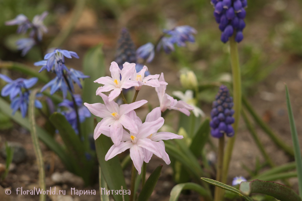 Хиондокса Люцилии (Chionodoxa luciliae)
Ключевые слова: Хиондокса Люцилии Chionodoxa luciliae