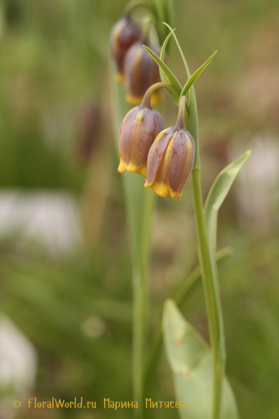 Рябчик лисьеягодный (Fritillaria uva-vulpis)
Ключевые слова: Рябчик лисьеягодный Fritillaria uva-vulpis