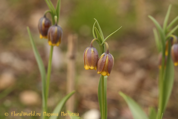 Рябчик лисьеягодный (Fritillaria uva-vulpis)
Ключевые слова: Рябчик лисьеягодный Fritillaria uva-vulpis