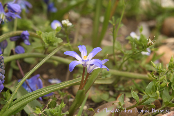 Хиондокса Люцилии (Chionodoxa luciliae)
Ключевые слова: Хиондокса Люцилии Chionodoxa luciliae