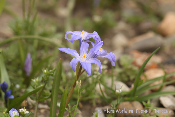 Хиондокса Люцилии (Chionodoxa luciliae)
Ключевые слова: Хиондокса Люцилии Chionodoxa luciliae