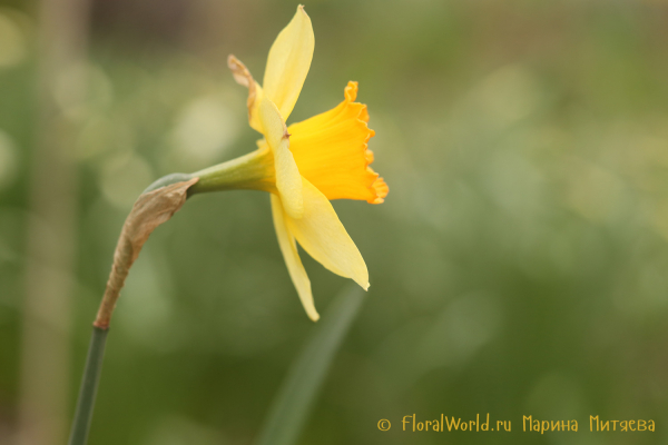 Нарциссы трубчатые (Narcissus Trumpet)
Ключевые слова: Нарциссы трубчатые Narcissus Trumpet