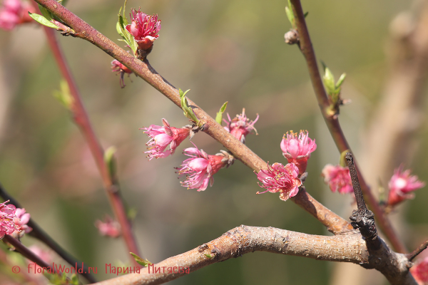 Цветет персик (Персик обыкновенный (Prunus persica))
Ключевые слова: Цветет персик Персик обыкновенный (Prunus persica