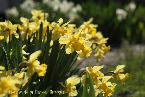 Нарциссы трубчатые (Narcissus Trumpet)
Ключевые слова: Нарциссы трубчатые Narcissus Trumpet