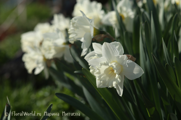 Нарциссы трубчатые (Narcissus Trumpet)
Ключевые слова: Нарциссы трубчатые Narcissus Trumpet