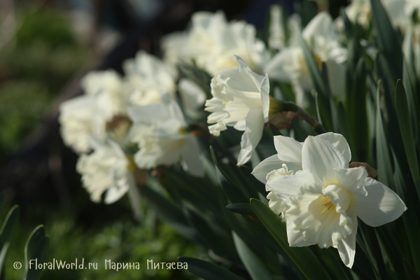 Нарциссы трубчатые (Narcissus Trumpet)
Ключевые слова: Нарциссы трубчатые Narcissus Trumpet