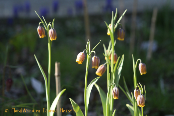 Рябчик лисьеягодный (Fritillaria uva-vulpis)
Ключевые слова: Рябчик лисьеягодный Fritillaria uva-vulpis