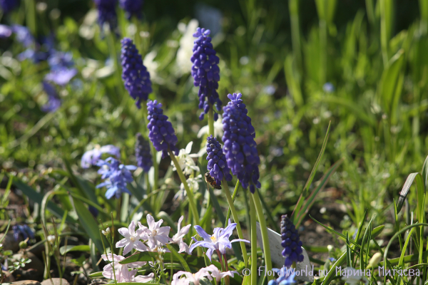 Мускари армянский (Muscari armeniacum) и Хионодокса Люцилии (Chionodoxa luciliae)
Ключевые слова: Хионодокса Люцилии Chionodoxa luciliae и Мускари армянский Muscari armeniacum