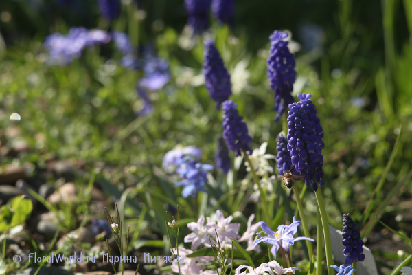 Мускари армянский (Muscari armeniacum) и Хионодокса Люцилии (Chionodoxa luciliae)
Ключевые слова: Хионодокса Люцилии Chionodoxa luciliae и Мускари армянский Muscari armeniacum