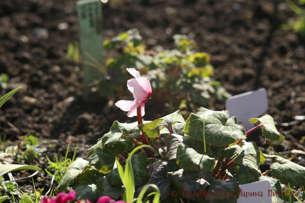 Цикламен персидский гибридный (Cyclamen persicum hybrid)
Ключевые слова: Цикламен персидский гибридный Cyclamen persicum hybrid