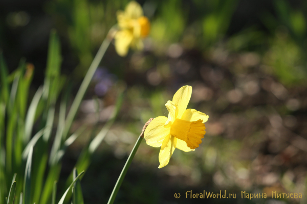 Нарциссы трубчатые (Narcissus Trumpet)
Ключевые слова: Нарциссы трубчатые Narcissus Trumpet