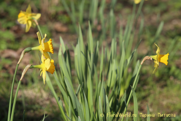 Нарциссы трубчатые (Narcissus Trumpet)
Ключевые слова: Нарциссы трубчатые Narcissus Trumpet