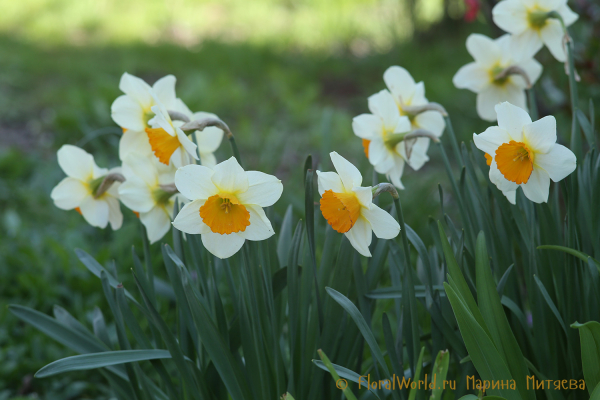 Нарциссы крупнокорончатые (Narcissus Large-cupped)
Ключевые слова: Нарциссы крупнокорончатые Narcissus Large-cupped