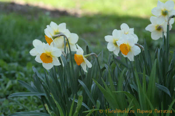 Нарциссы крупнокорончатые (Narcissus Large-cupped)
Ключевые слова: Нарциссы крупнокорончатые Narcissus Large-cupped