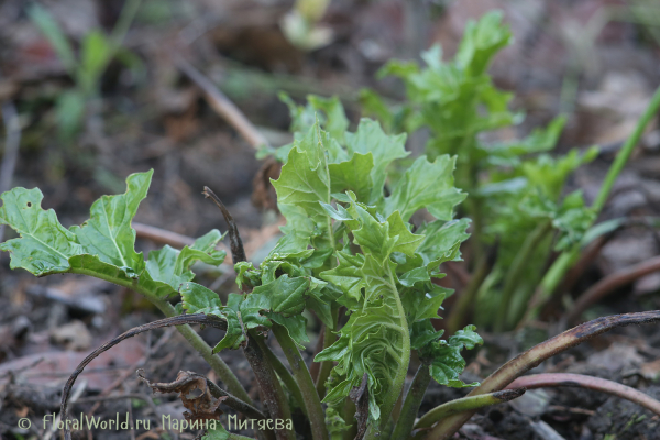 Акант (Acanthus sp.)
Ключевые слова: Акант Acanthus