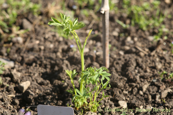 Дицентра великолепная Alba (Dicentra spectabilis Alba)
Ключевые слова: Дицентра великолепная Alba Dicentra spectabilis Alba