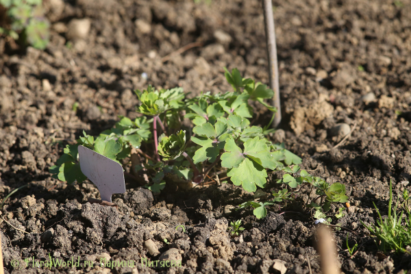 Аквилегия (Aquilegia sp)
Ключевые слова: Аквилегия Aquilegia sp