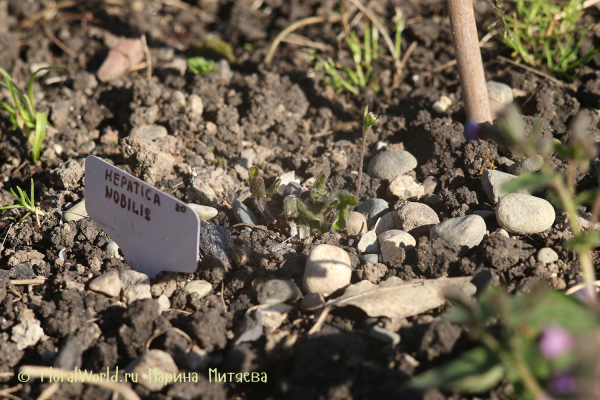 Печеночница благородная (Hepatica nobilis) 
Ключевые слова: Печеночница благородная Hepatica nobilis