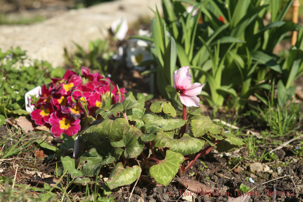 Примула гибридная (Primula hybrid) и цикламен персидский гибридный (Cyclamen persicum hybrid)
Ключевые слова: Примула гибридная Primula hybrid цикламен персидский гибридный Cyclamen persicum hybrid