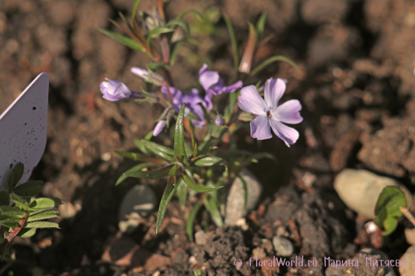 Флокс шиловидный Г.Ф.Вилсон. (Phlox subulata G.F. Wilson)
Ключевые слова: Флокс шиловидный Г.Ф.Вилсон. Phlox subulata G.F. Wilson