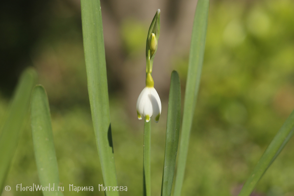 Белоцветник летний (Leucojum aestivum)
Ключевые слова: Белоцветник летний Leucojum aestivum