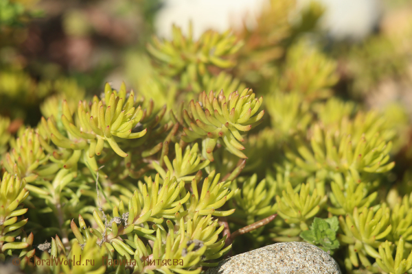 Очиток (Sedum sp.)
Ключевые слова: Очиток Sedum sp.