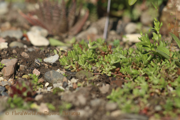 Очиток красивый  сорт Sea Star (Sedum pulchellum 'Sea Star')
Ключевые слова: Очиток красивый сорт Sedum pulchellum Sea Star