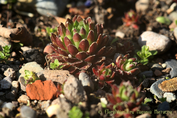 Молодило (Sempervivum sp.)
Ключевые слова: Молодило Sempervivum